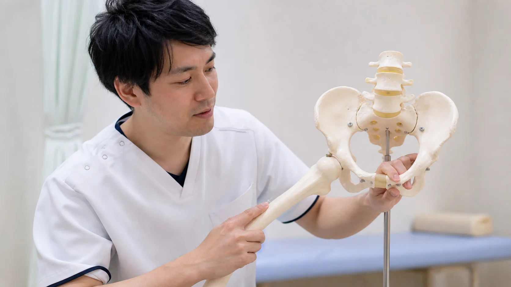 骨盤模型で股関節の動きを説明する施術者